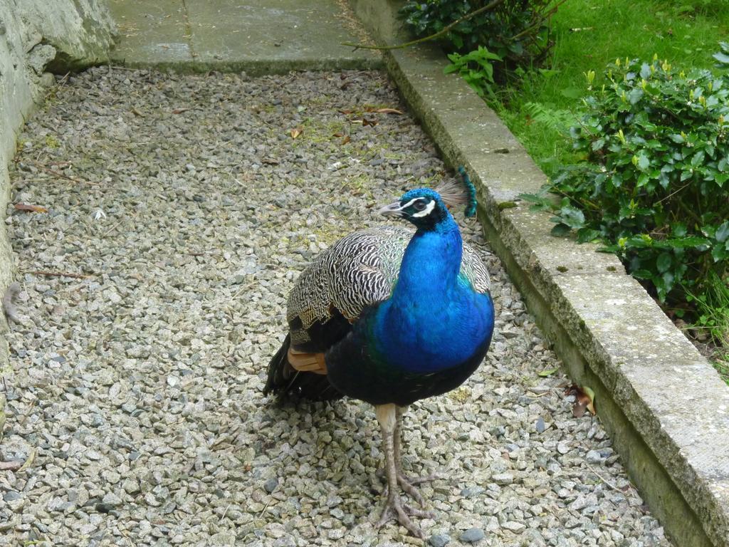 Toadhall Rooms Muchalls الغرفة الصورة